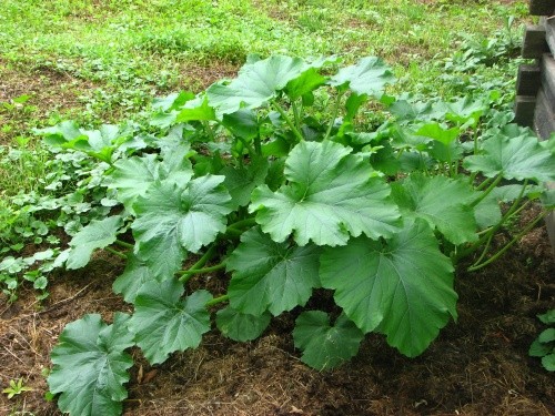Buča - Cucurbita
4.6.08
Avtor: magnolija
rastline.mojforum.si