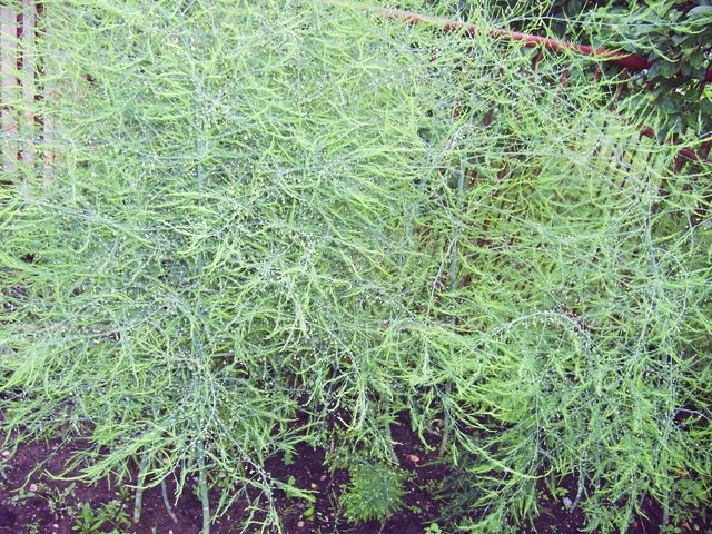 Šparglji, Beluši - Asparagus officinalis
Cvetenje
4.6.08
Avtor. babaco 
rastline.mojfo
