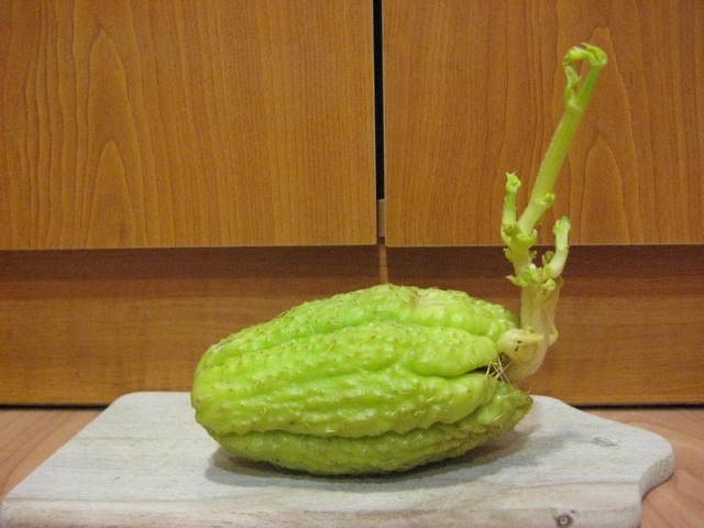 Čajota - Sechium edule
Avtor: zupka
rastline.mojforum.si