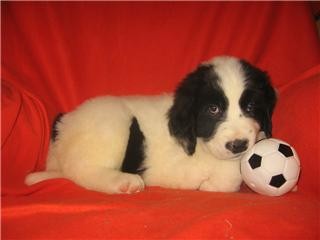 Postavna fuzbalerka - foto povečava