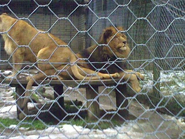 Noora in Živalski vrt januar 2009 - foto
