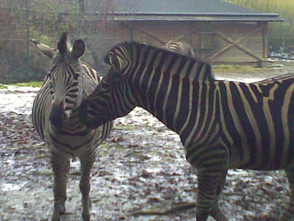 Noora in Živalski vrt januar 2009 - foto povečava