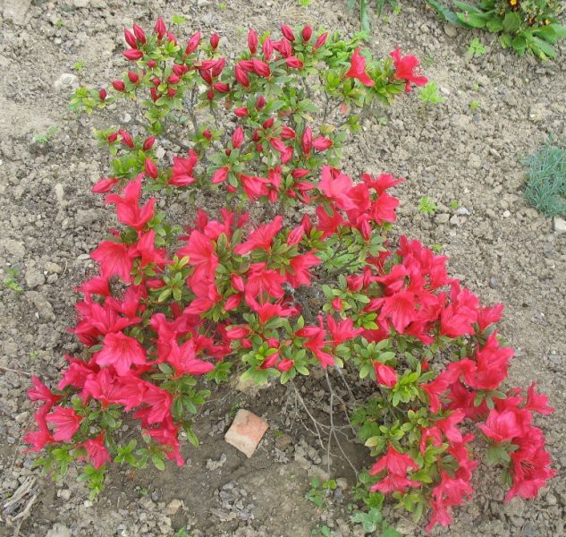  azalea