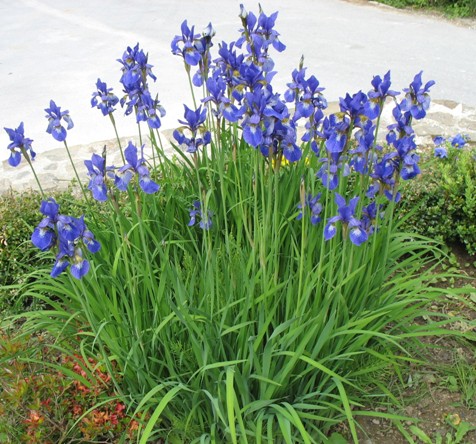Modri iris