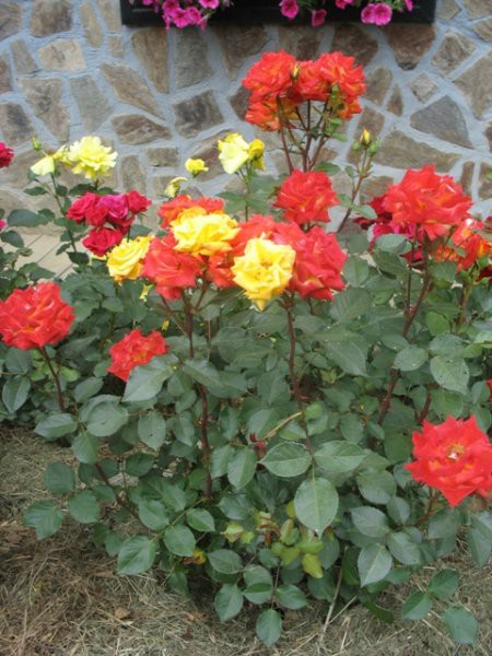 Mešano rumeno rdeča vrtnica
