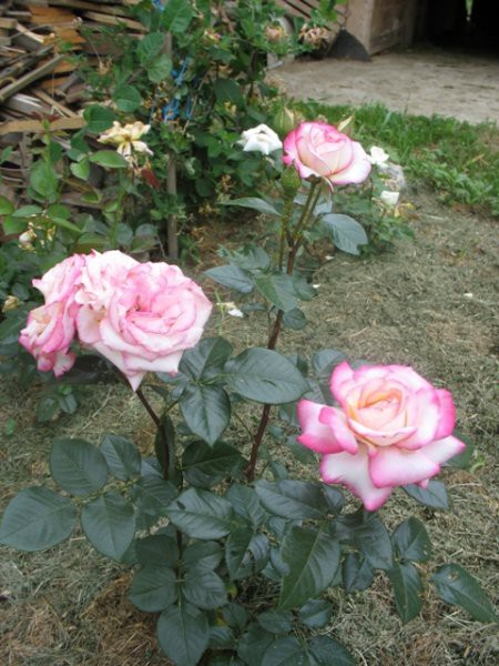 Belo roza vrtnica