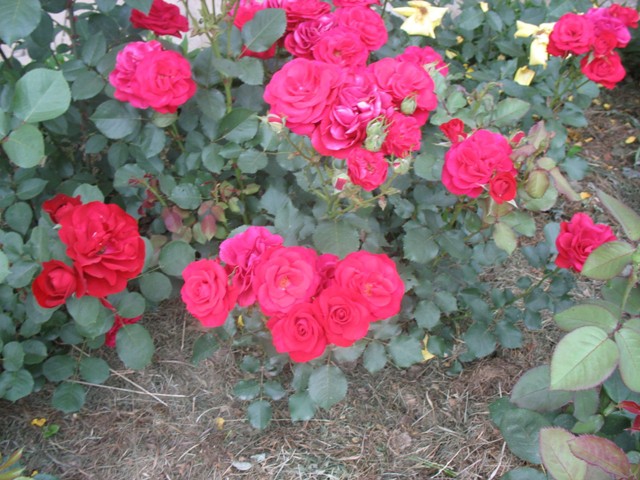 Vijolično rdeča vrtnica