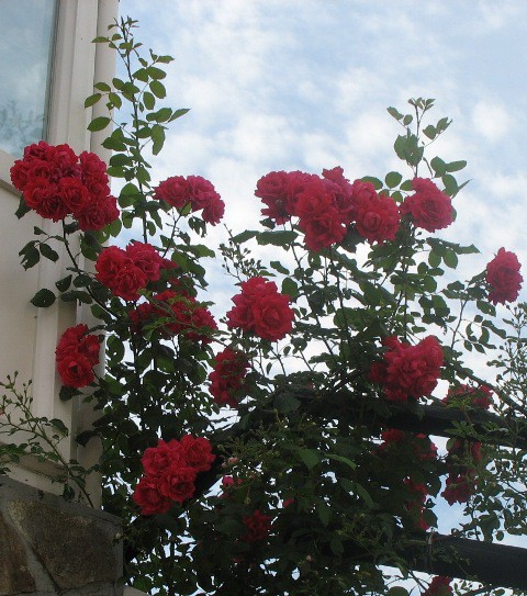 Rdeča plezalka-vrtnica