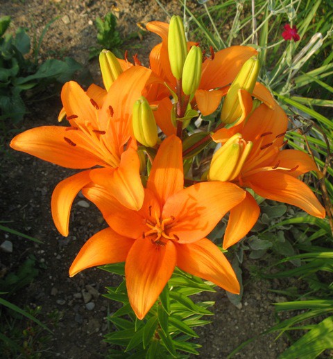 oranžna lilija