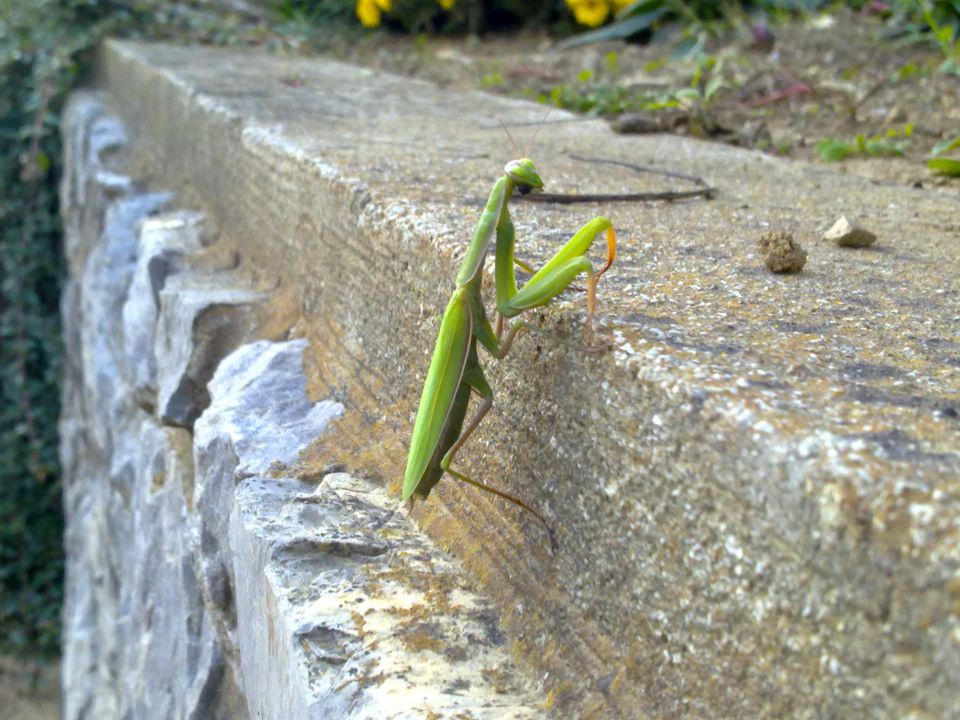 Razno - foto povečava