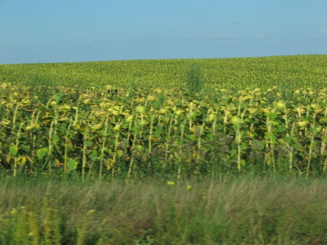 Vojvodina - Slavonija avgust 2011 - foto