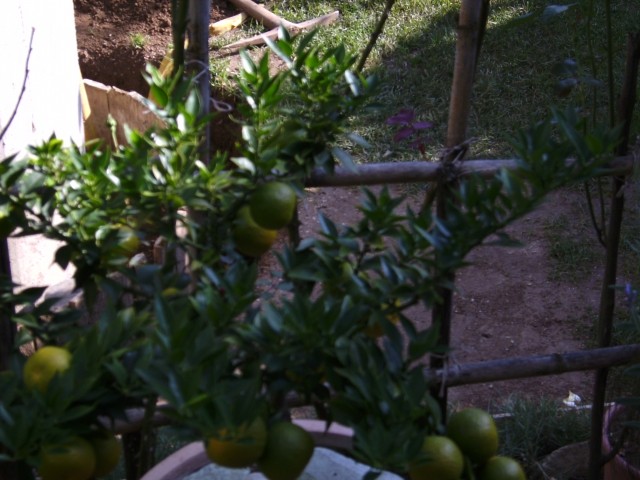 Mandarina