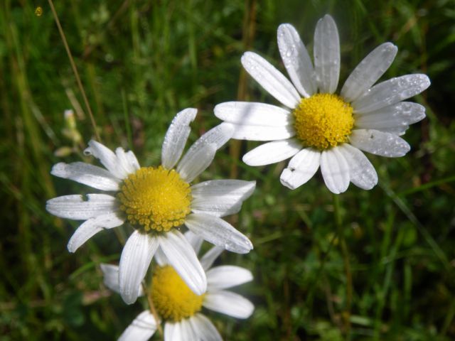 Lepote kamniške bistrice - foto