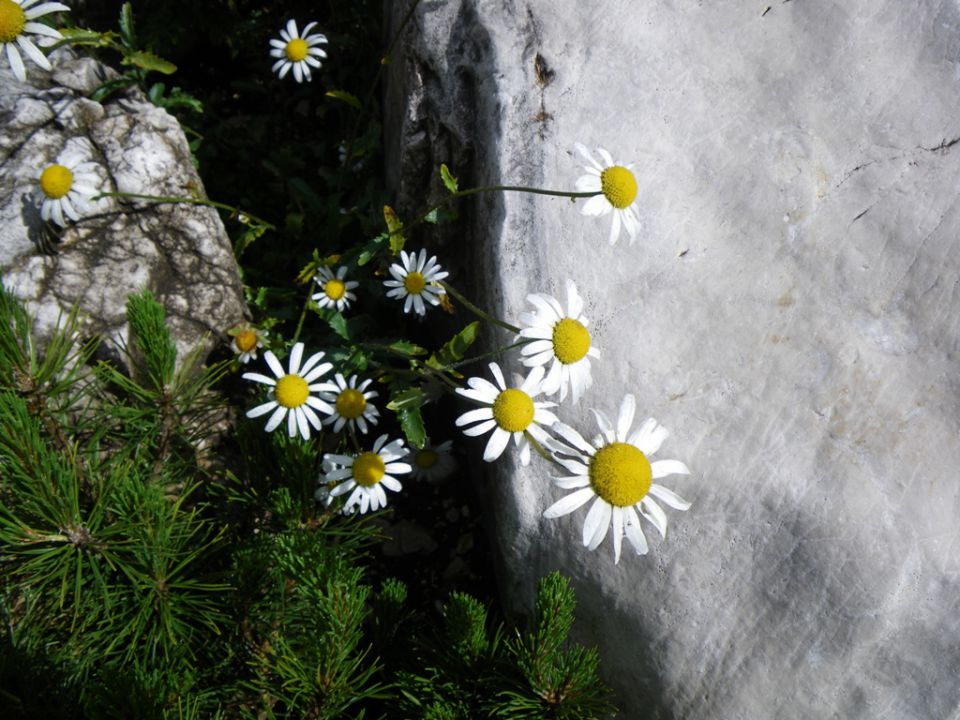 Lepote kamniške bistrice - foto povečava