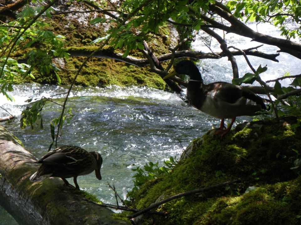 Lepote kamniške bistrice - foto povečava