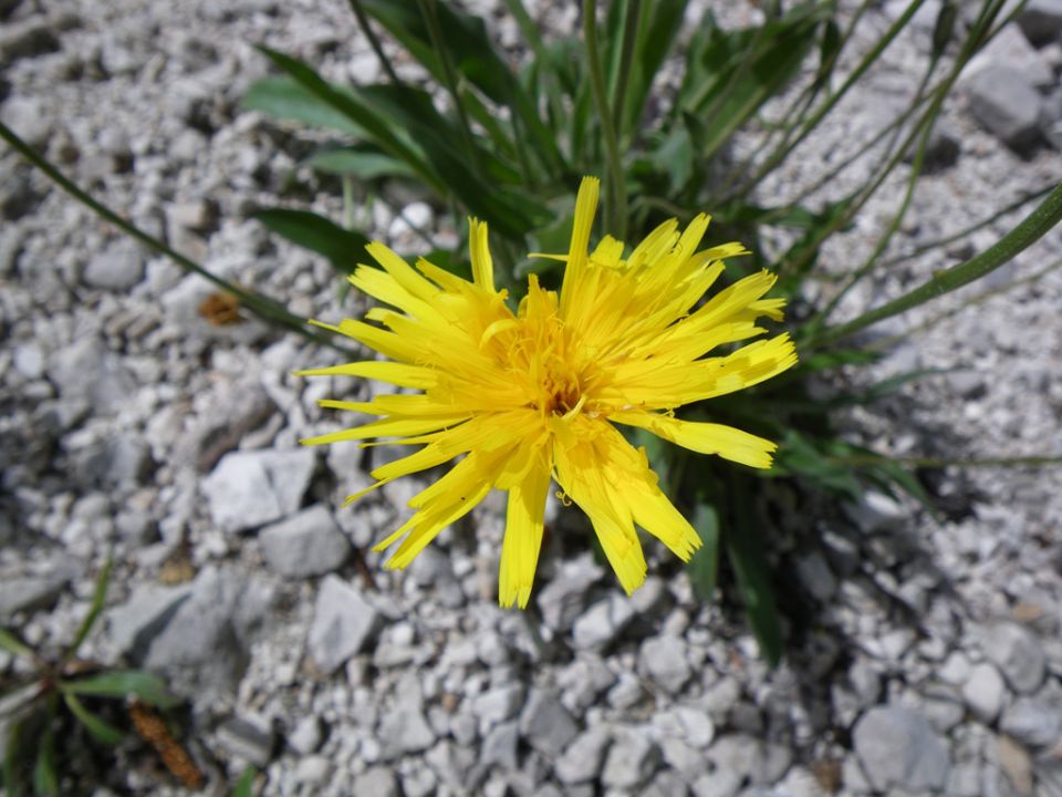 Lepote kamniške bistrice - foto povečava