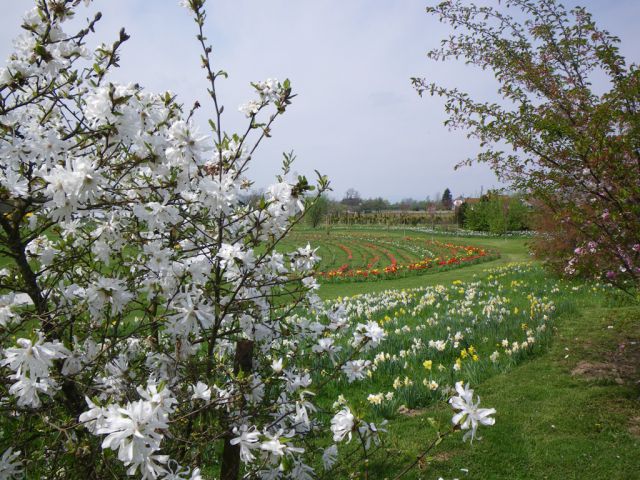 Volčji potok-pomlad 2009 - foto