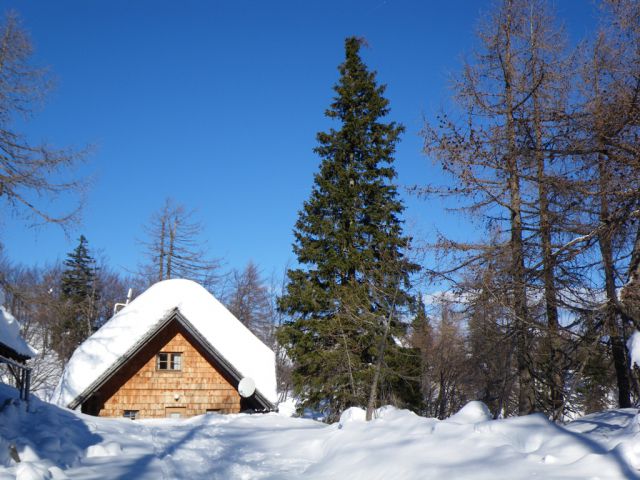 Smučanje na voglu - foto