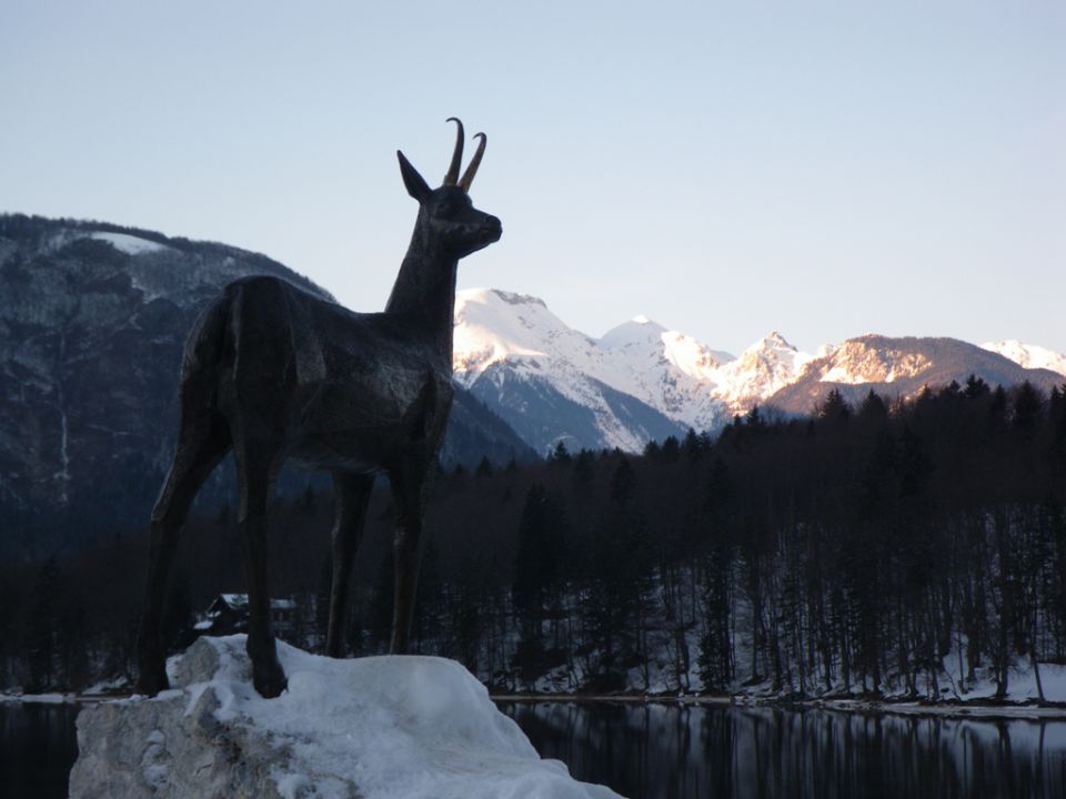 Smučanje na voglu - foto povečava