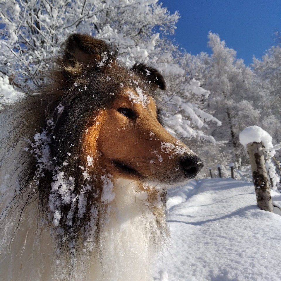 Psicki - foto povečava