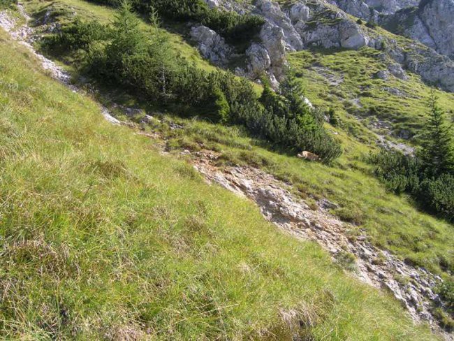 Kepa iz Dovjega - foto povečava