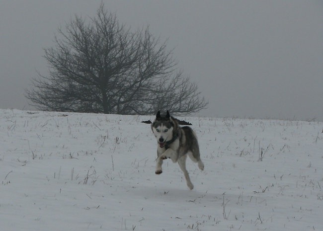 Januar 2008 - foto povečava