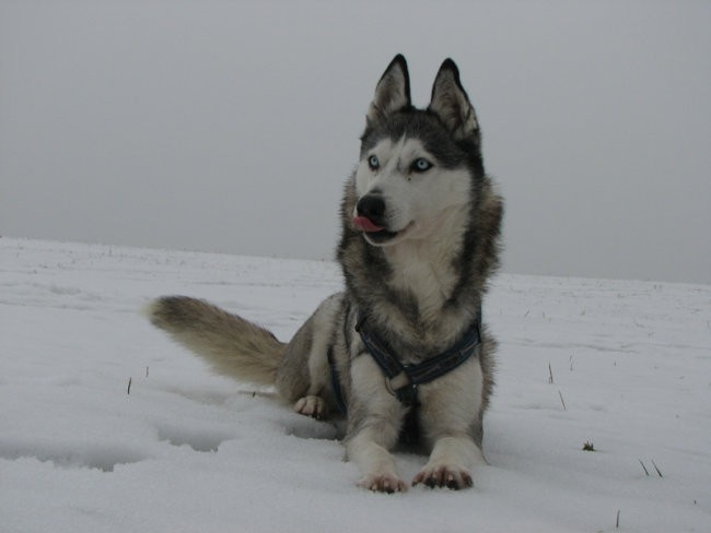 Januar 2008 - foto povečava