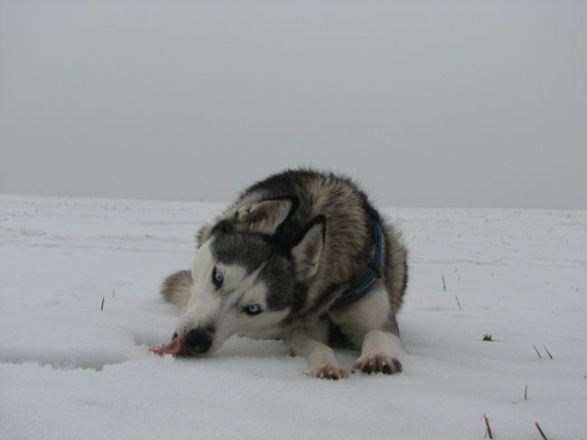 Januar 2008 - foto povečava