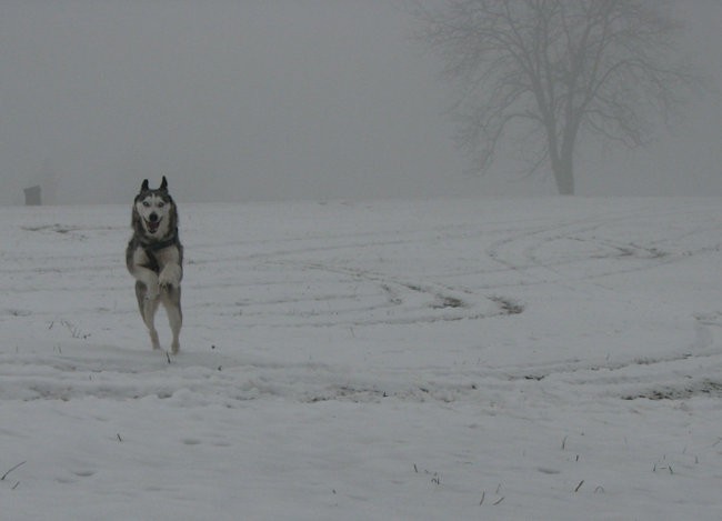 Januar 2008 - foto povečava