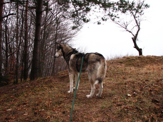 Februar08 - foto povečava