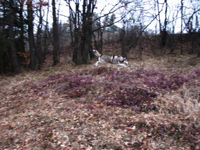 Februar08 - foto povečava