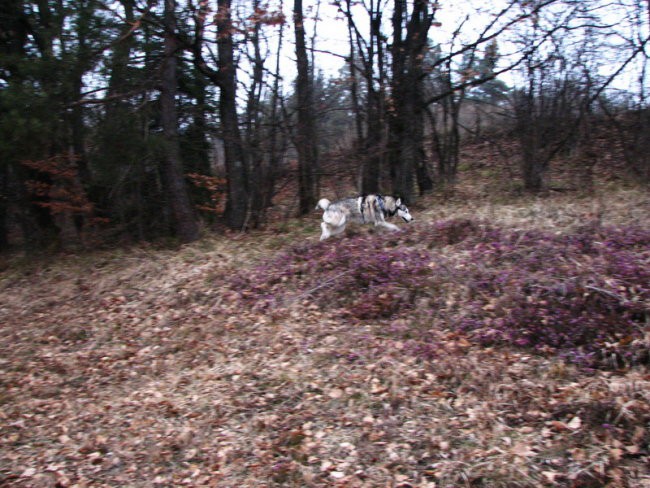 Februar08 - foto povečava