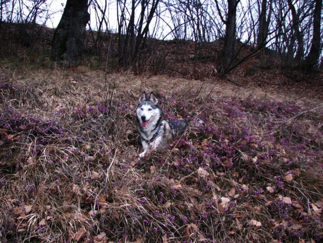 Februar08 - foto povečava