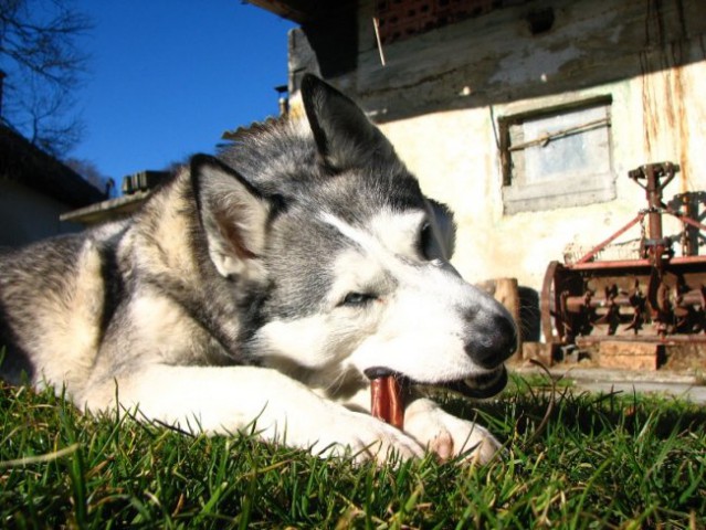 Živa z bikovko - foto