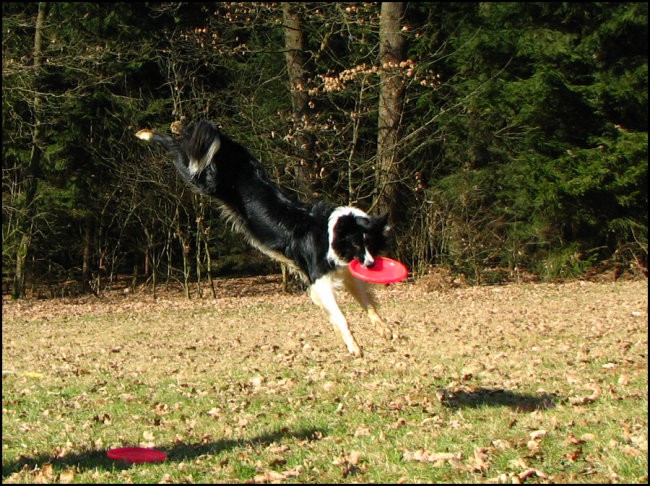 Bode in Aja, 09.02.2008 - foto povečava