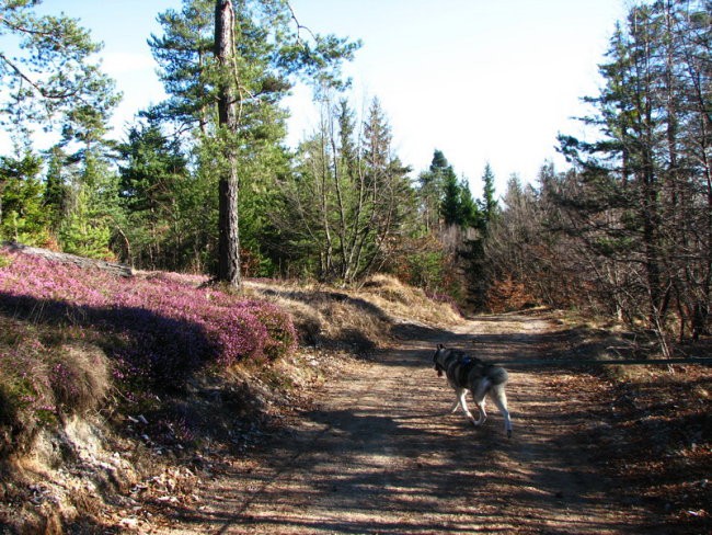 Marec 2008 - foto povečava