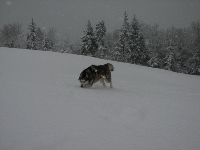 Marec 2008 - foto povečava