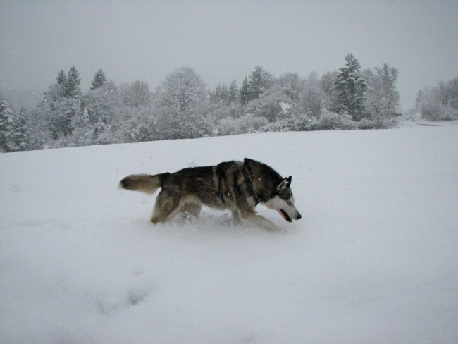 Marec 2008 - foto povečava