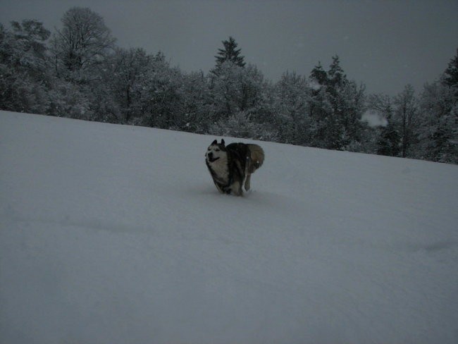 Marec 2008 - foto povečava