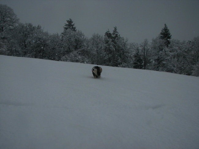 Marec 2008 - foto povečava