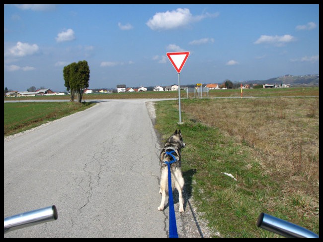 Bikejoring, 9.3.2008 - foto povečava