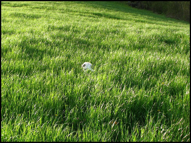 April 2008 - foto povečava