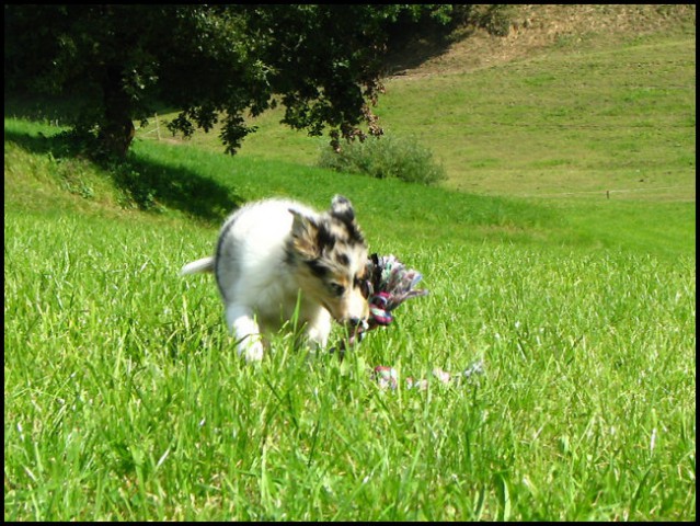 Phoebe retrieving - foto