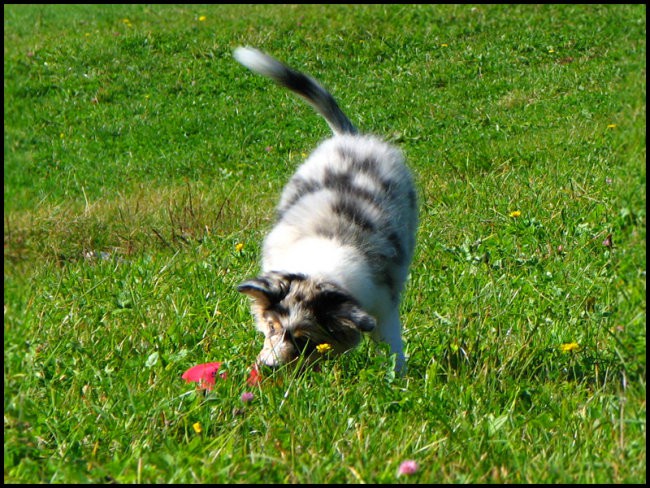 Frisbee rollers - foto povečava