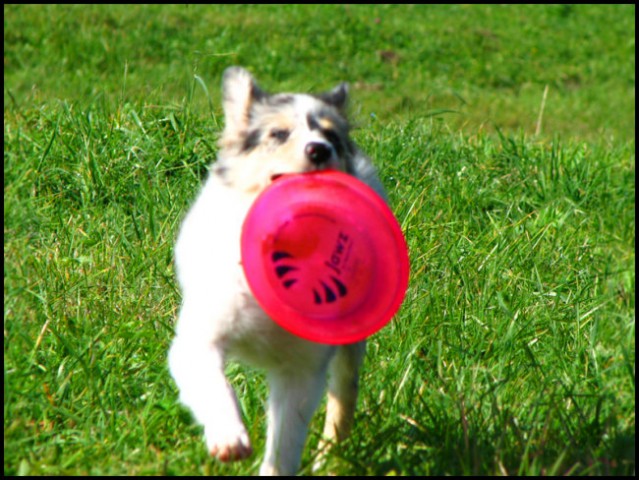 Frisbee rollers - foto