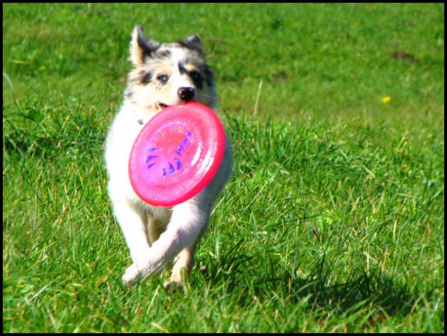 Frisbee rollers - foto