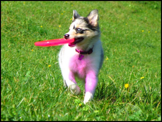 Frisbee rollers - foto