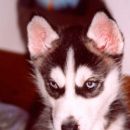 ŽIVA puppy