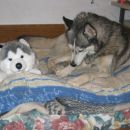2 huskyja 3