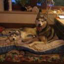 2 huskyja :)